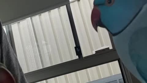 A pair of parrots eating and feeding each other and singing beautifully