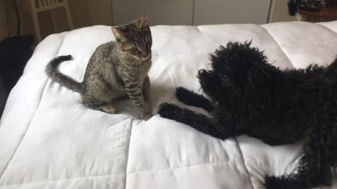 kitty vs puppie