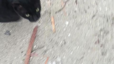 Cat following me and Meowing 🐈