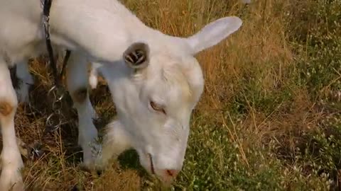Animal GOAT EATING GRASS IN THE FIELD|| sheep and goat eating grass in grass field CREATE BY CHEEKU