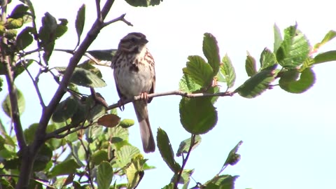 Birds Of Newfoundland-Song Sparrow-Melospiza melodia