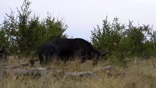 Grazing Cape Buffalo