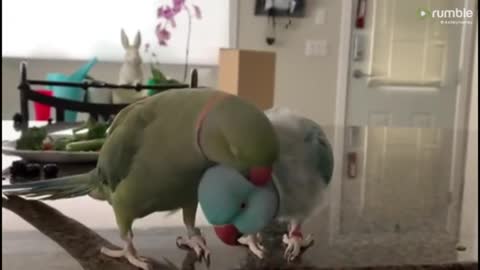 Parrots talking to each other like humans