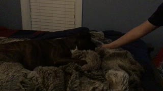 Dog waking up right when he smells treats