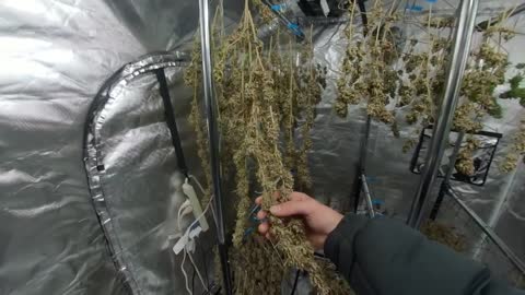 Slow Drying Cannabis For 3 Weeks