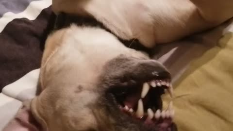 Trying to make my dog sneeze.