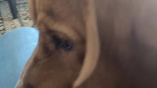 Random video of my dogs