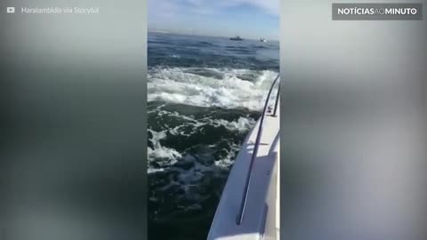 Baleia da salto impressionante e surpreende pescadores