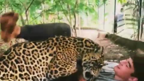 Boy Playing With A Jaguar As If It Were A Cat