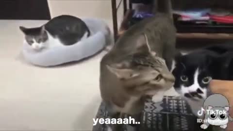 Cats Talking - Funny Talking Cat Compilation