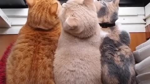 Family of cats are having a lovely day