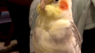Opera Singing Cockatiel
