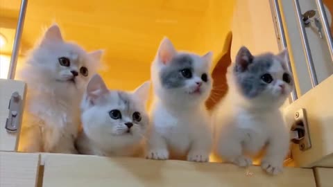 Baby cats - cute and funny cat videos