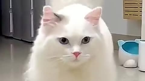 So cute Turkish Angora Cat - Cutest cat