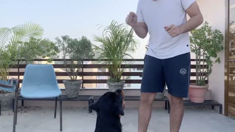 TRAINING OF SPEAK COMMAND _ HOW TO TRAIN YOUR DOG TO SPEAK( BARKING) COMMAND_ROTTWEILER DOG TRAINING