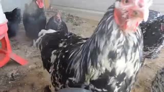 Chickens in the morning