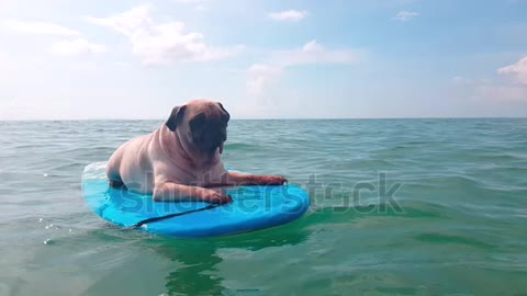 Cute pug dog surfing on a surfboard resting at the ocean shore