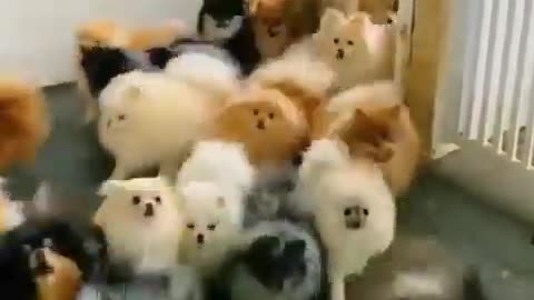 CUTE DOGS