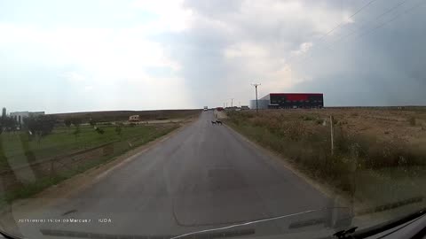 Dog Pulls Puppy Off The Road