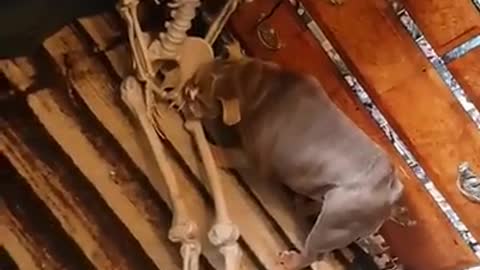 Bulldog thinks skeleton decoration is a massive bone treat