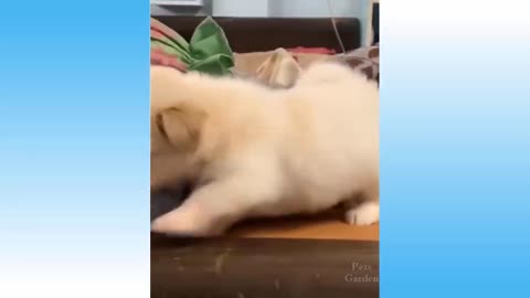 Best Funny And Adorable Cat And Dog Videos!!