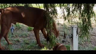 Ridgeback Puppy Plays ROUGH with Big Ridgeback Dog