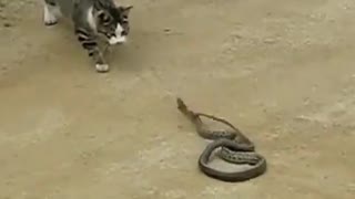 Cat and Snake