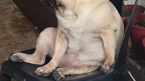 Pug Nodding Off During Siesta Time