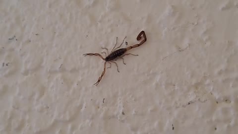 Scorpion on My Wall