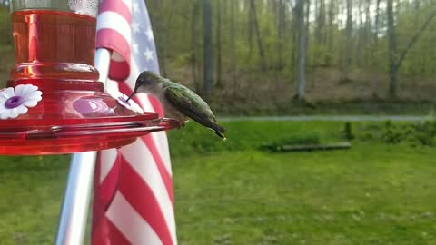 Humming Birds Pt.1 | Female Disturbed By Flag |