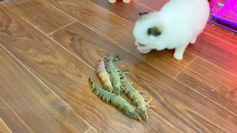 Kittens and Puppies Vs Shrimps | Extremely Adorable!