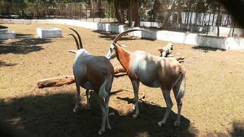 New Spices Of African Horned Oryx In Zoo