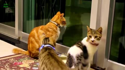 Funnny cats and kittens meowing compilation
