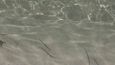 Sea Crab Nature Transparent Water