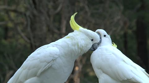 Big white birds