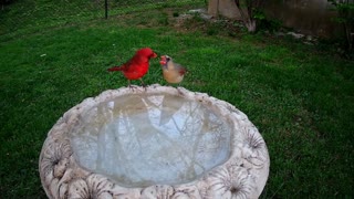 Cardinals Courtship Feeding