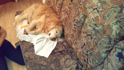 Golden Retriever is so tired, that he can't move on the couch