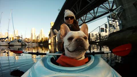 Dog Going Kayaking
