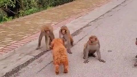 What happens to dogs when they are surrounded by monkeys