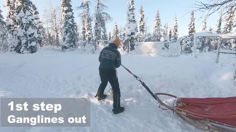 Mushing - How to line up a sled dog team
