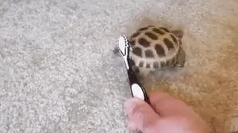 Turtle Dancing to Blinding Lights(Song)