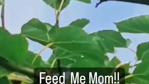 FEED ME MOM! I love wild life