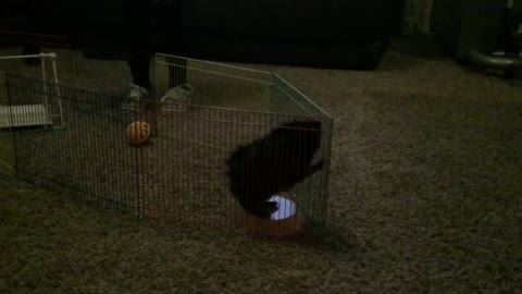 Escaping Guinea Pig