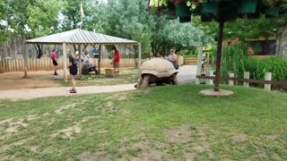 Giant tortoise run to daddy