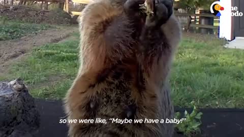 Guy Builds Veggie Garden For Family Of Groundhogs