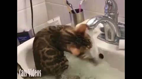 Funny Cat Plays With Water In A Bathroom Sink