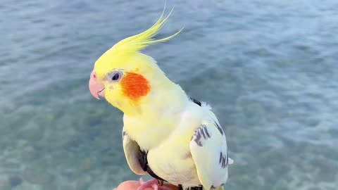 Parrot exploring Hawaii