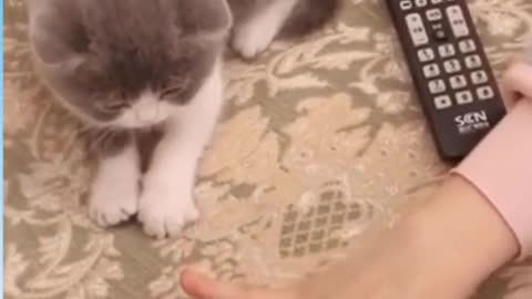 Video về những chú mèo dễ thương - Video Động Vật Hài Hước - Cố đừng cười #shorts