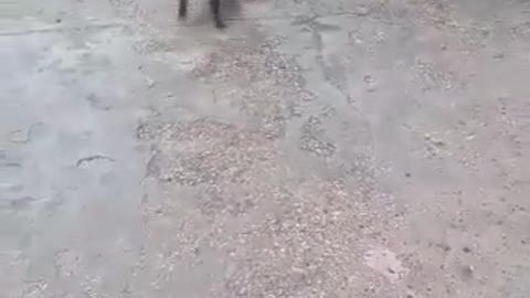 dog playing - Perritos jugando