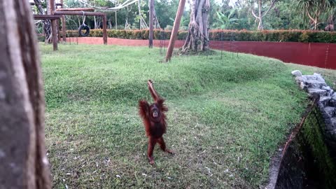 Funny orangutan interact with zoo keepers